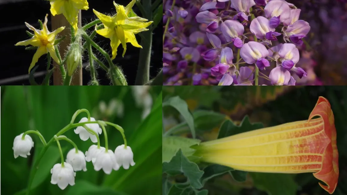 Die Kandidaten zur Wahl. Fotos: 
Helge Masch, Botanischer Sondergarten Wandsbek