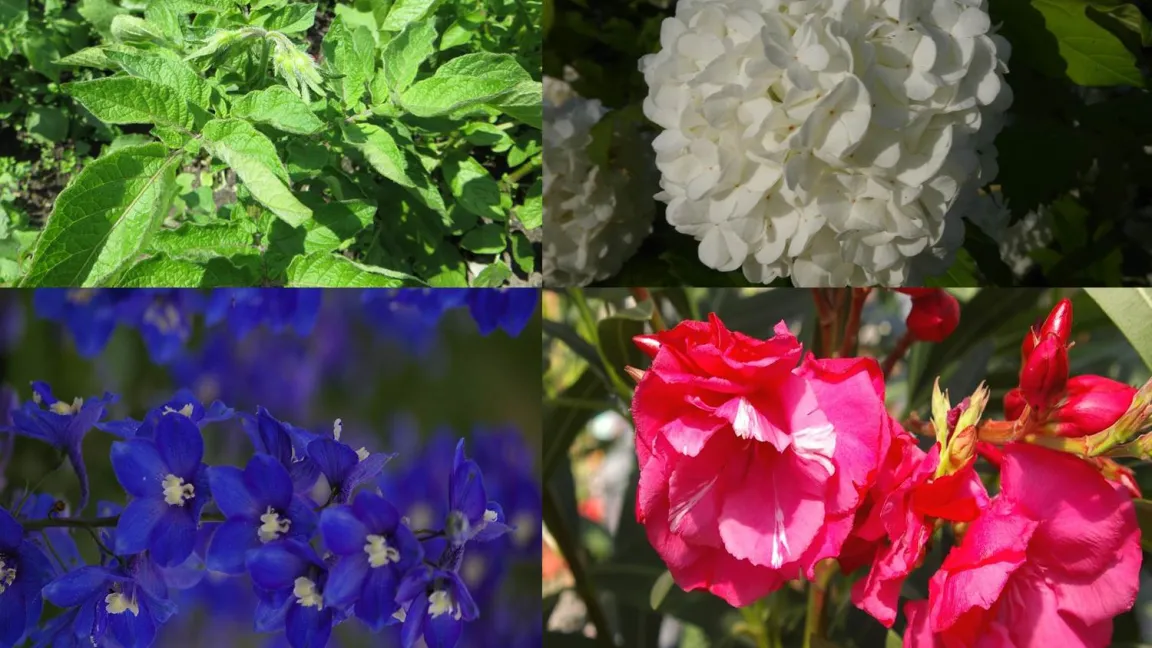 Diese Kandidaten stehen zur Wahl. Fotos: Helge Masch, Botanischer Sondergarten Wandsbek