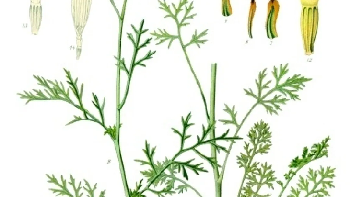 Auch aus der Dalmatinischen  Insektenblume wird Pyrethrum-Extrakt gewonnen. Foto: wikipedia