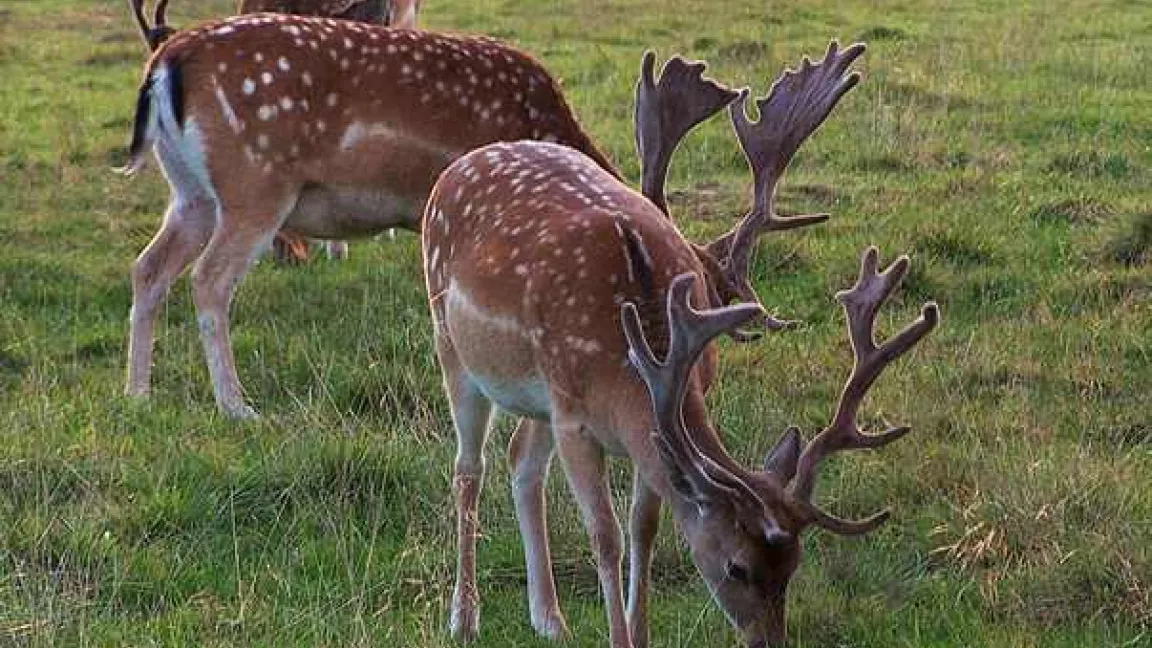 Damhirsche im Bast beim Äsen
Quelle: wikipedia