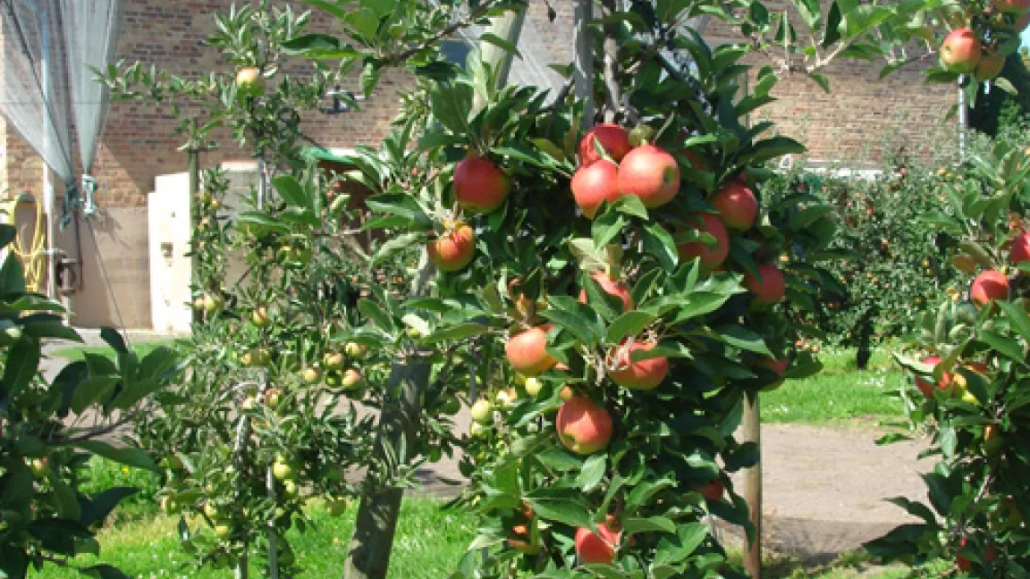 Das bin ich, der Apfelbaum aus Bornheim Merten im August. Die ersten leuchtend roten Äpfel werden schon gepflückt. Gefällt euch übrigens mein neuer Schnitt? Die Triebspitze ist bis kurz über den obersten Apfel gekürzt worden. Das spart mir Kraft und lässt noch mehr Sonne an meine Früchte. Quelle: Dr. Seuser