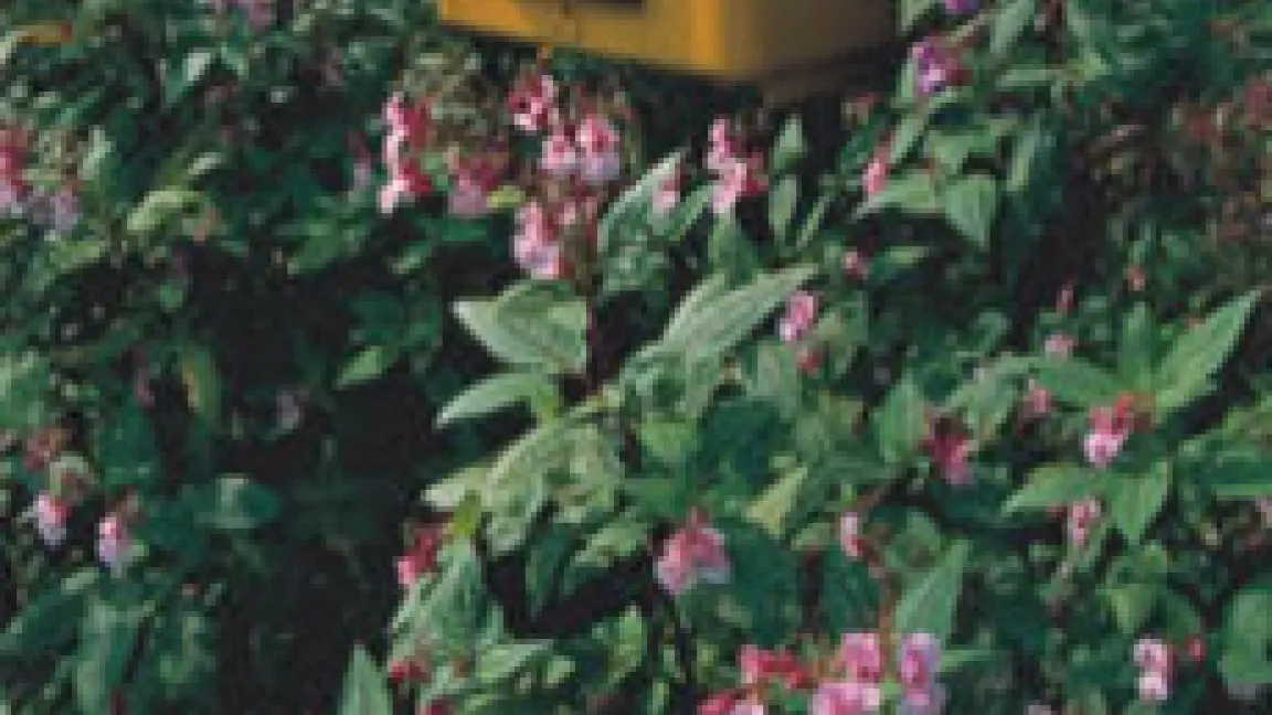 Das Drüsige Springkraut kam Ende des 19. Jahrhunderts nach Deutschland. Heimat: Himalayaregion. Foto: S. Meyerinck