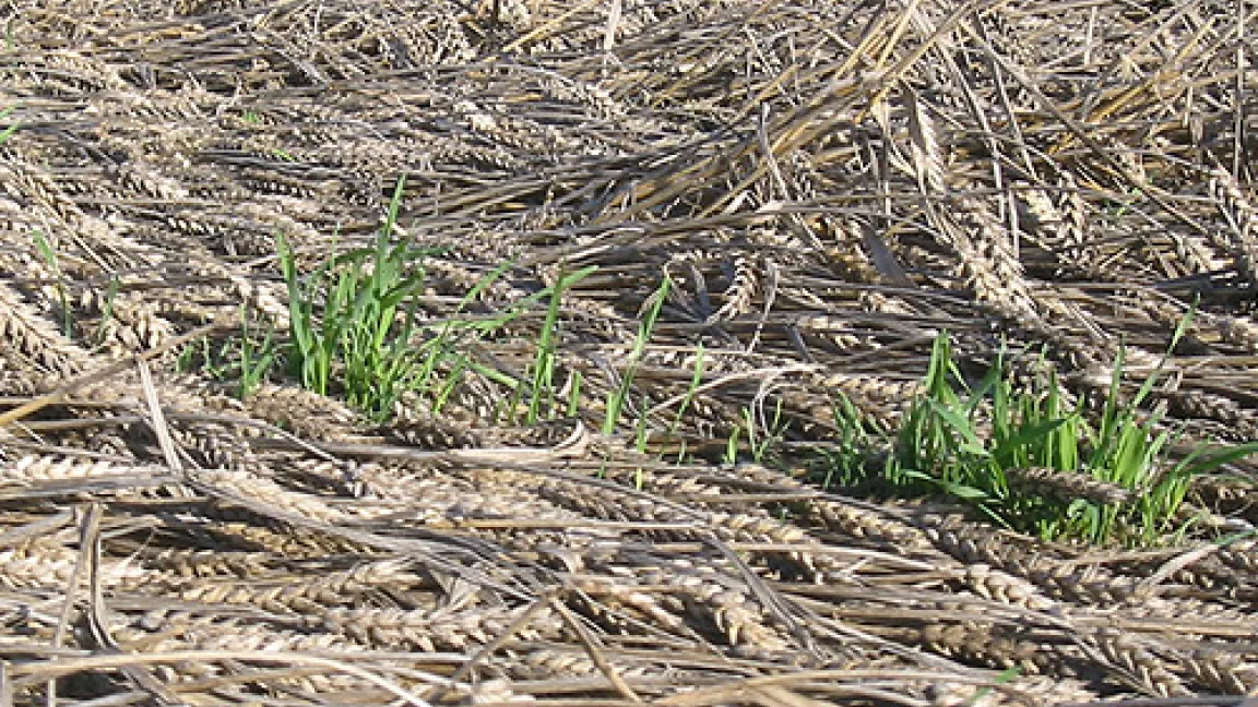 Das ist daneben gegangen: Wind und Regen haben den Weizen zu Boden gedrückt. Aus den Ähren herausgefallene Körner sind bereits wieder ausgeschlagen.
	Quelle: Wiedenau