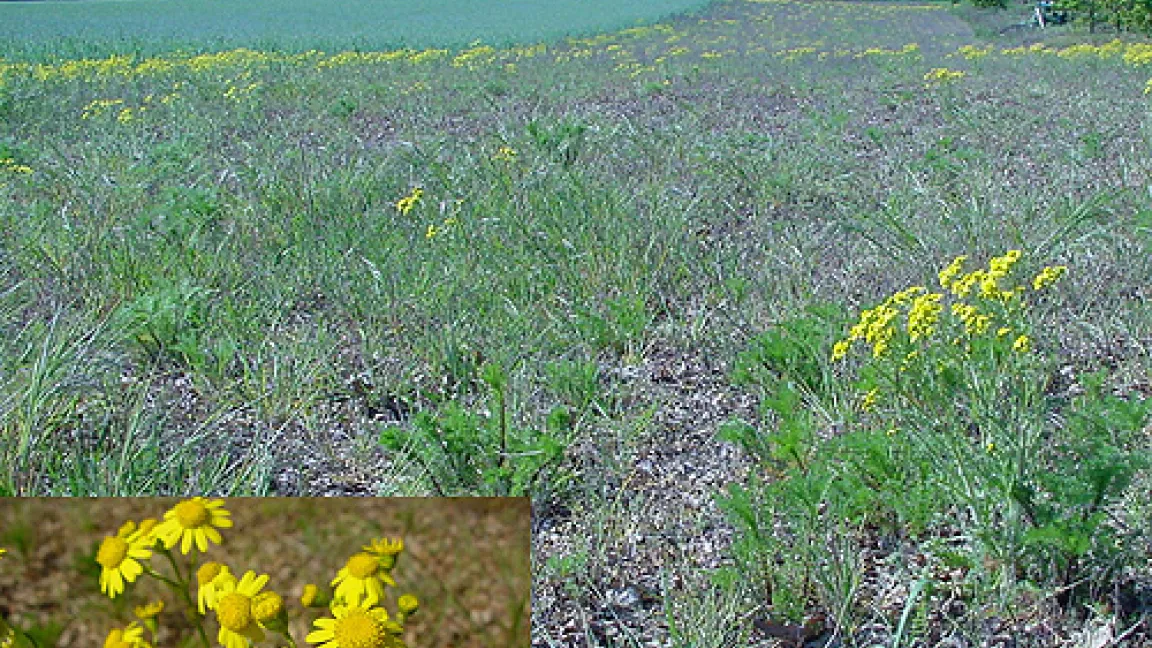 Das Jakobskreuzkraut ist giftig und sollte auf Weiden nicht zur Aussamung kommen.
	Quelle: Dirk Wolber, LWK Niedersachsen.