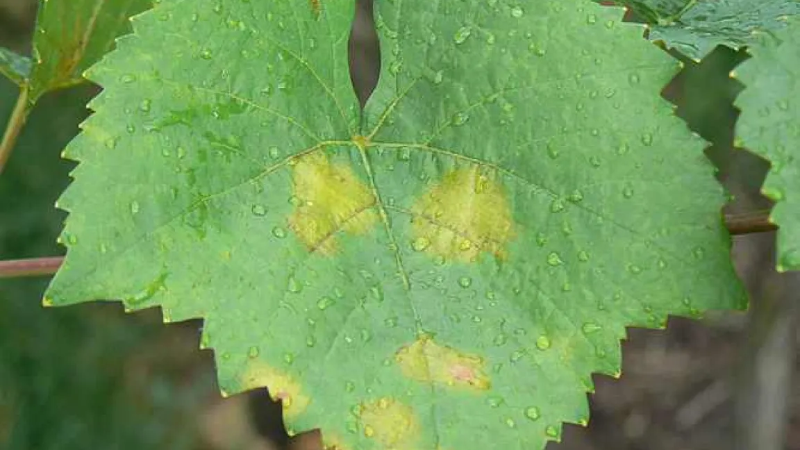 Das Problem 2009: Pilzbefall mit Peronospora durch zu viele Niederschläge.
Quelle: Volker Born