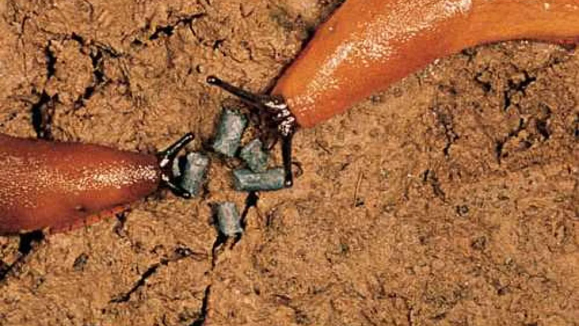 Das Schneckenproblem hat sich aufgeschaukelt. Oft hilft nur Schneckenkorn.
Quelle: Bayer CropScience