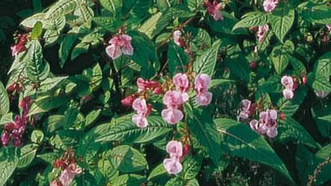 Das über 2 m hohe Indische Springkraut bevorzugt feuchte, halbschattige Standorte an Böschungen und in Auwäldern.
	Quelle: IVA