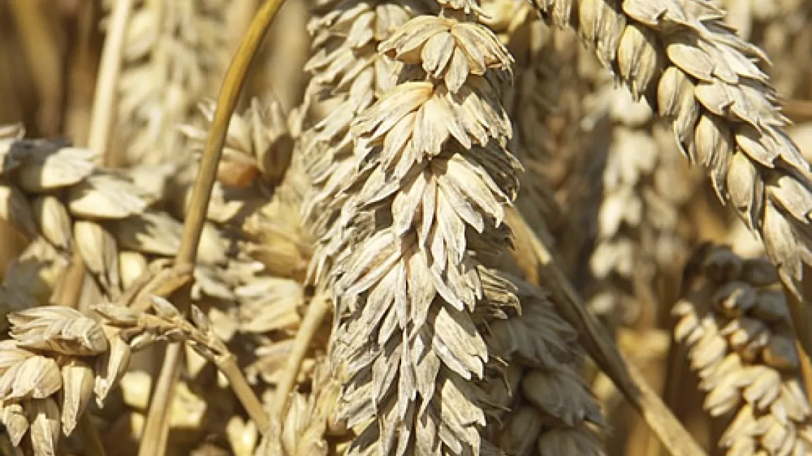 Das Ziel der Forscher sind Weizensorten, die auch bei Trockenheit hohe Erträge liefern. Quelle: Matthias Wiedenau