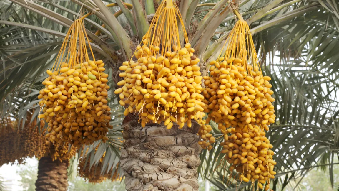 100 Jahre und länger trägt eine Dattelpalme Früchte. Foto: shutterstock