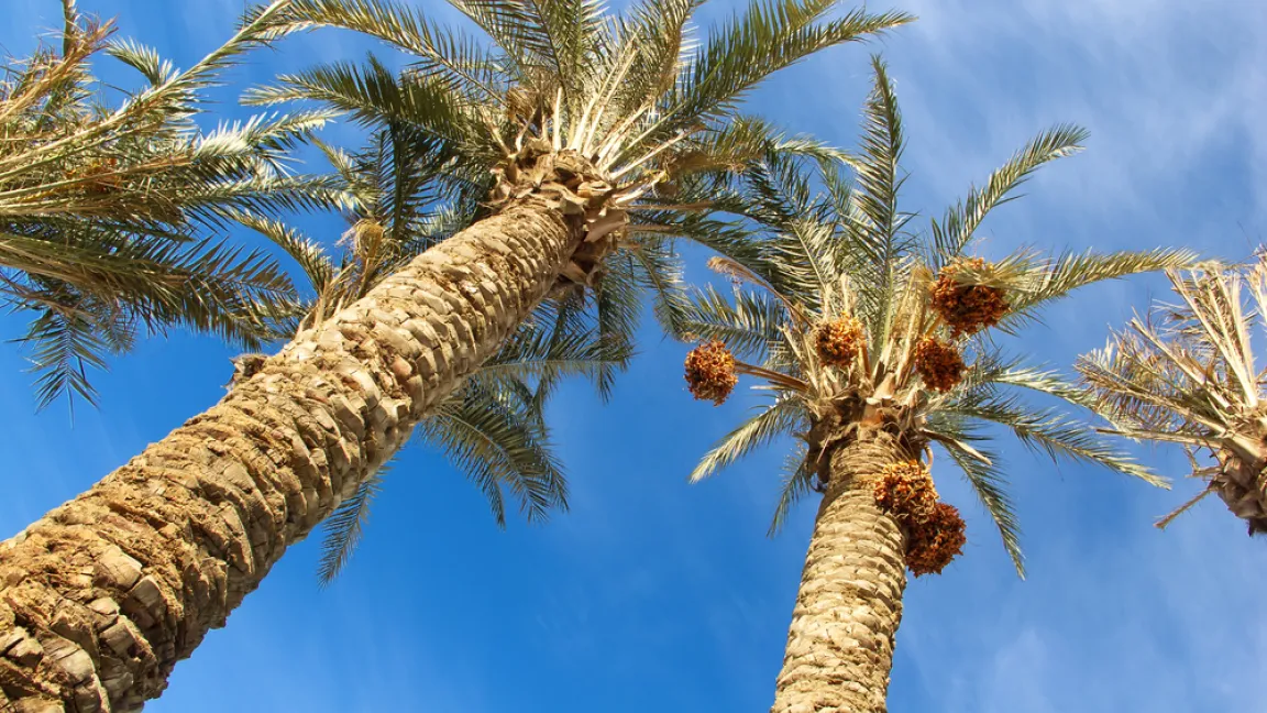 Dattelpalmen werden bis zu 20m hoch. Foto: shutterstock