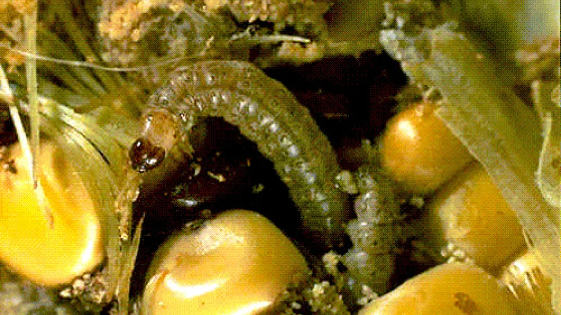 Dem zerstörerischen Maiszünsler verdirbt der gentechnisch veränderte Mais den Appetit.
Quelle: BASF AgroSlide