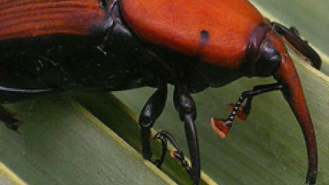 Der aus Asien stammende Palmenrüssler bedroht nun auch Palmen in Europa.
	Quelle: Accio Ecologista Agro