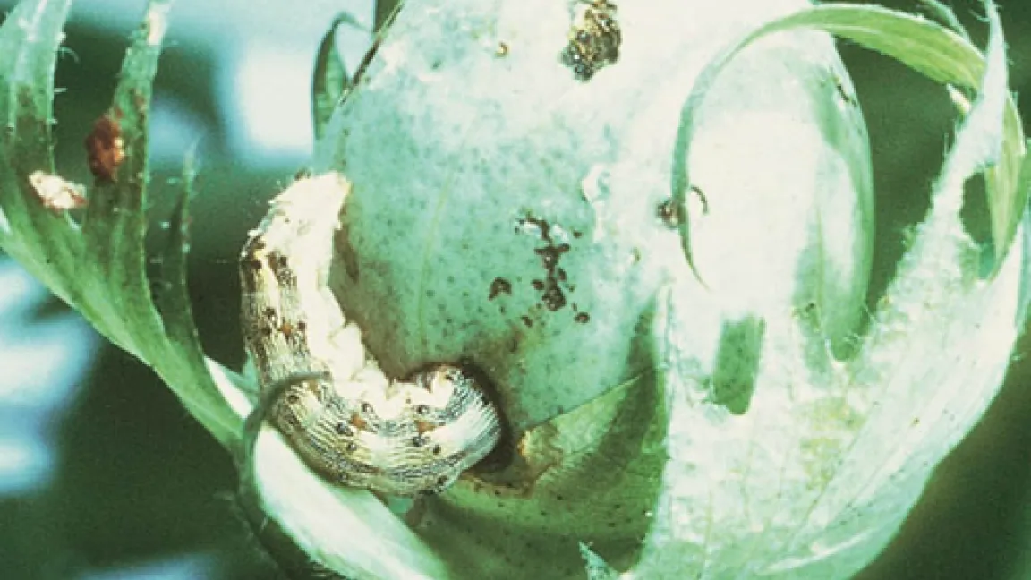 Der Baumwollkapselwurm zählt zu den bedeutendsten Schädlingen.
Quelle: Bayer CropScience