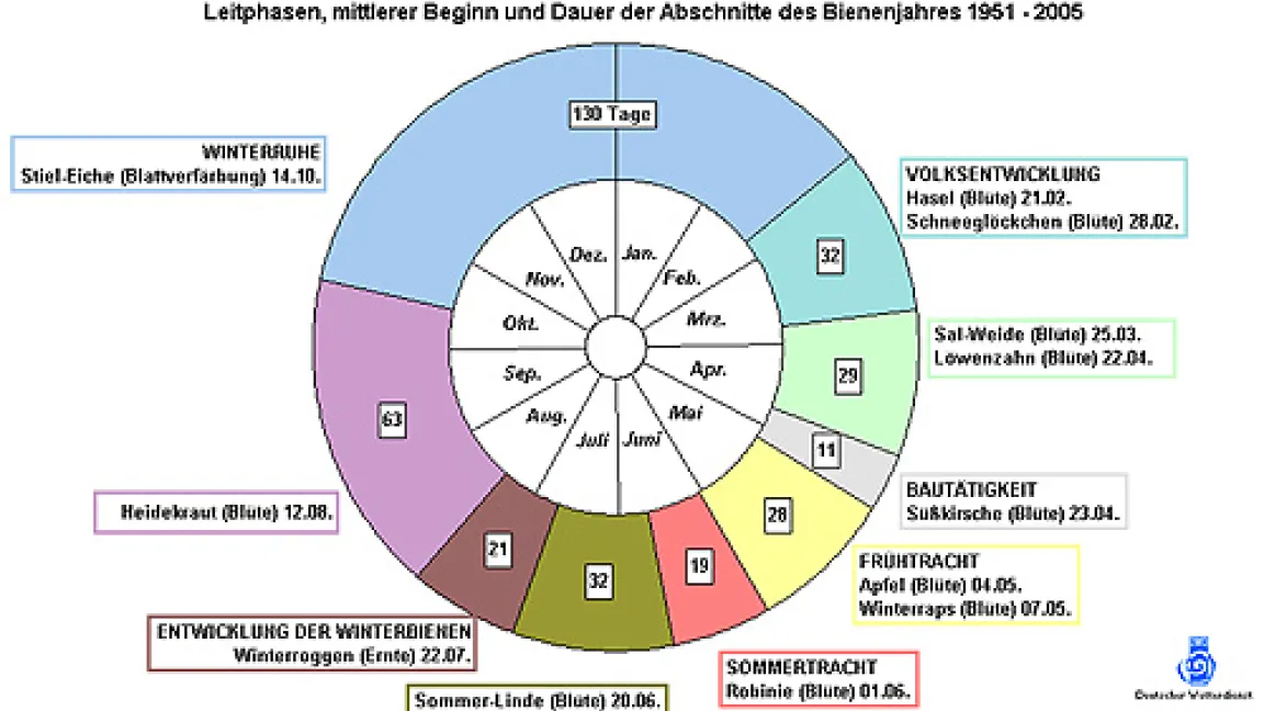 Der Deutsche Wetterdienst hat eine Bienen-Uhr für Imker konstruiert.
Quelle: Deutscher Wetterdienst