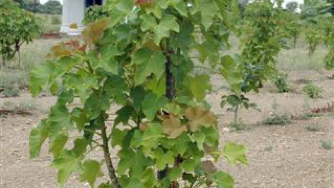 Der dürretolerante Jatropha-Strauch, dessen Früchte Öl enthalten, das für Bio-Diesel-Produktion geeignet ist.
	Quelle: ICRISAT