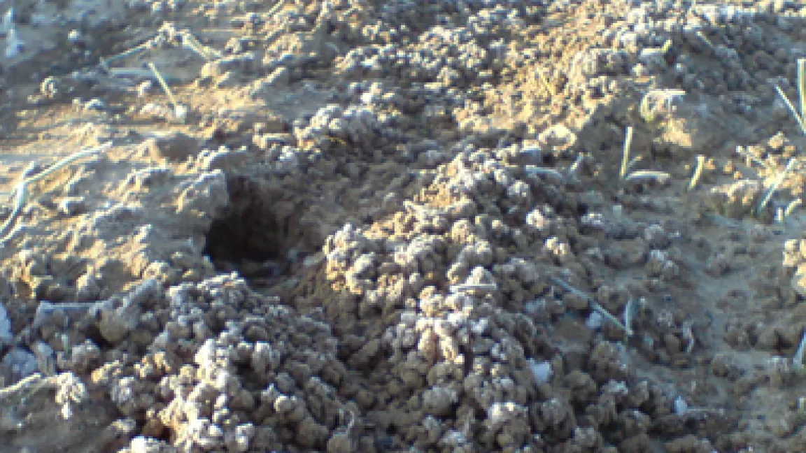 Der Eingang zu einem Mäusebau. Auch 2008 rechnen Experten wieder mit einer Mäuseplage.
Quelle: Matthias Wiedenau