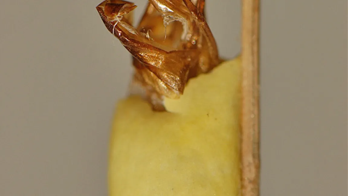 Der Falter ist bereits aus dem gelben Kokon geschlüpft und hat die leere Puppenhülle zurückgelassen.
	Quelle: Thomas Keil, Dresden