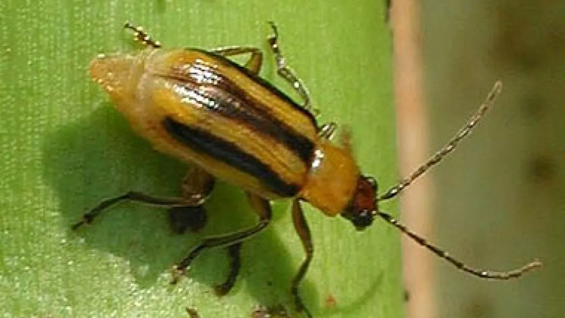 Der Käfer des Maiswurzelbohrers.
	Quelle: Mihaly Czepo - Biosicherheit