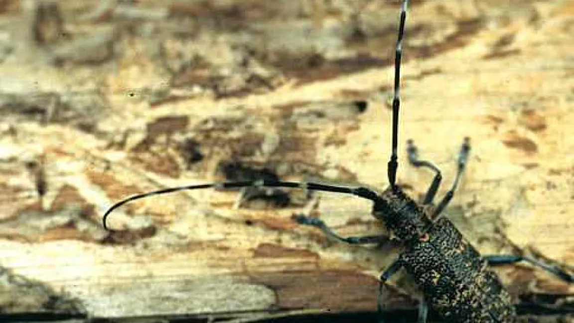 Der Kiefernholznematode benötigt Bockkäfer der Gattung Monochamus als Vektoren, um neue Bäume zu besiedeln.
Quelle: Schröder, JKI