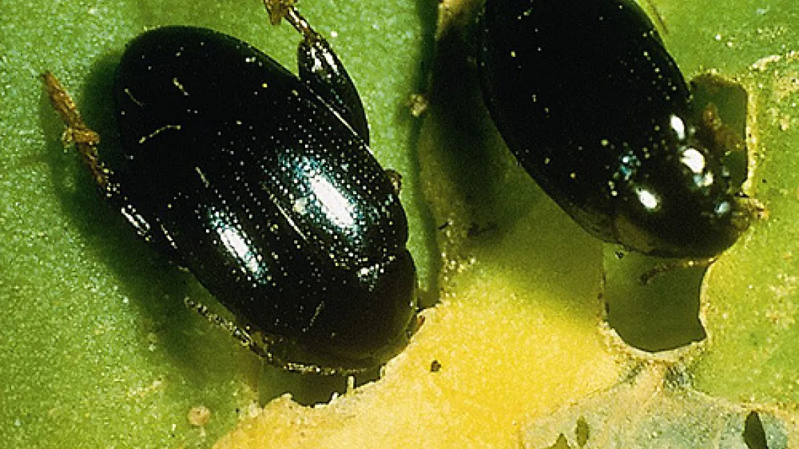 Der Rapserdfloh frisst rundliche Löcher in die Blätter.
	Quelle: Syngenta Agro