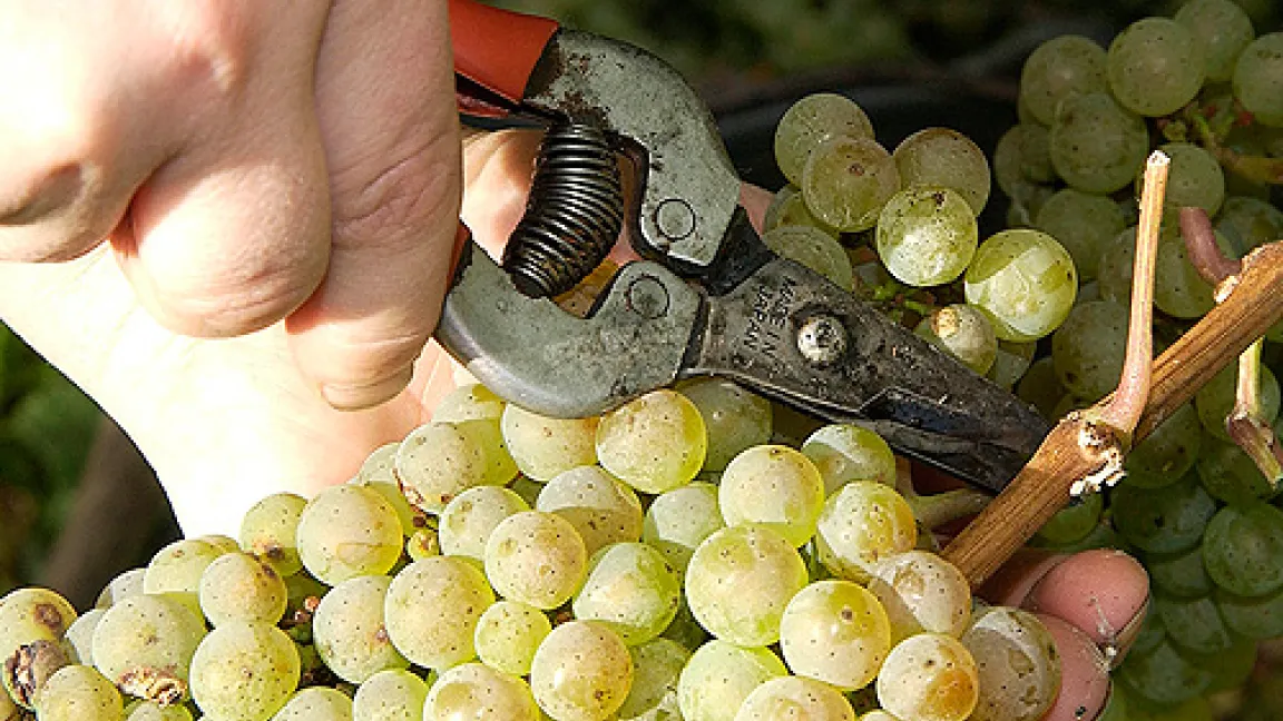 Der Riesling ist die Parade-Rebsorte im Weinanbaugebiet Mosel, Saar und Ruwer. Experten schätzen, dass der Jahrgang 2007 als besonders mineralisch und extraktreich in die Annalen eingeht.
	Quelle: Hans Krämer