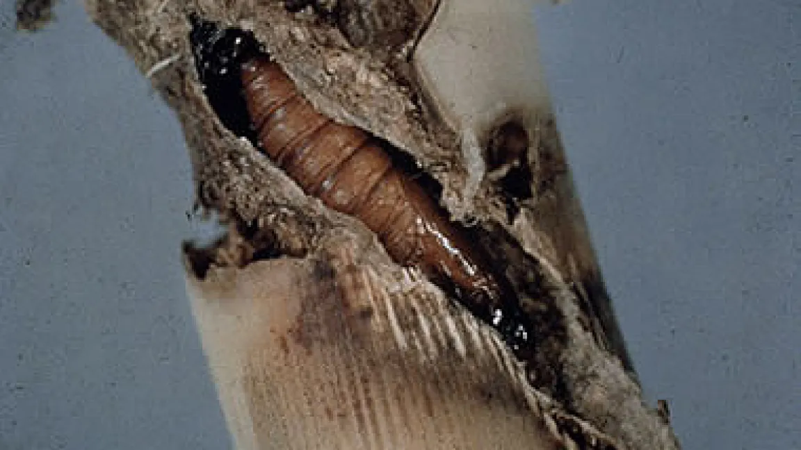 Die durch ein Virus ausgelöste Wurzelbärtigkeit oder Rizomania der Rübe (oben). An den Wurzeln sind die weißen Zysten der Fadenwürmer erkennbar (unten).
	Quelle: BASF AgroSlide