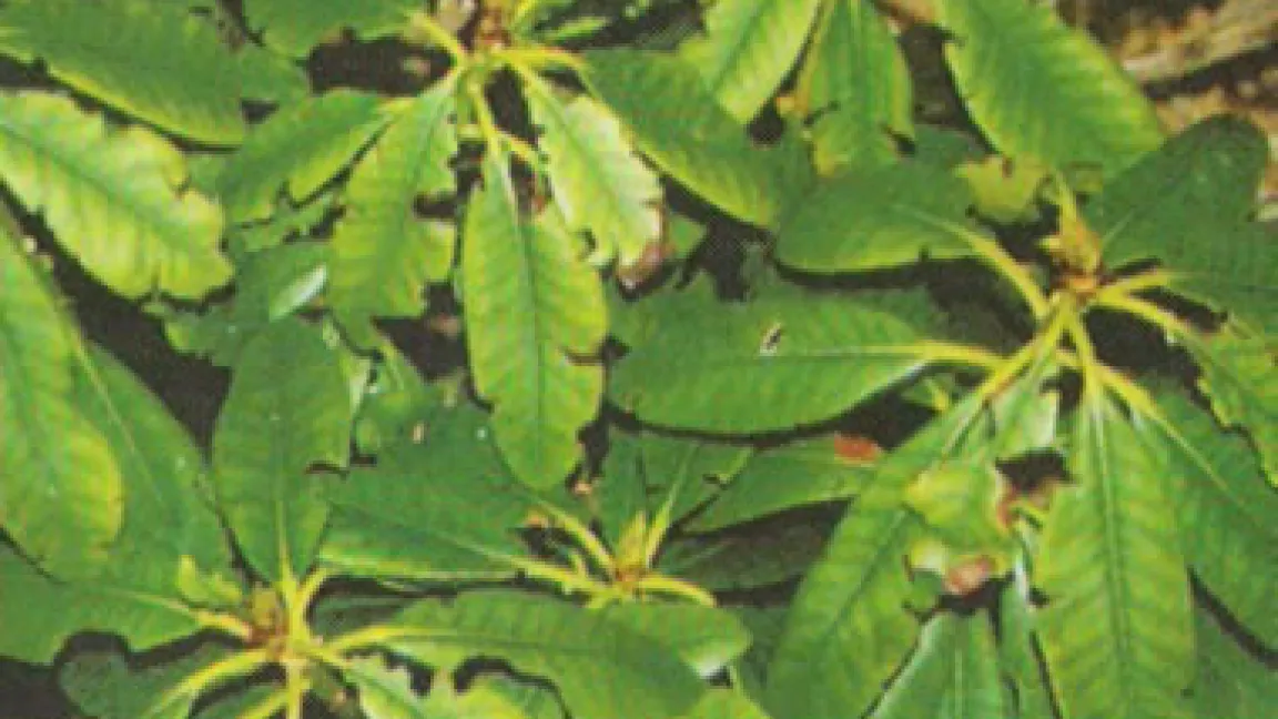 Der typische Buchtenfraß des Käfers an Rhododendron.
Quelle: Siegfried Stein