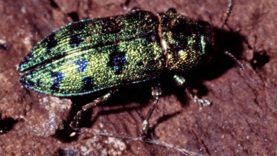 Der Wacholderprachtkäfer befällt neben Wacholder mittlerweile nun auch Thuja-Arten.
Quelle: Markus Wilhelm