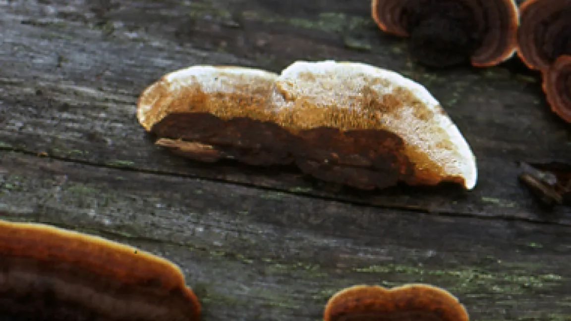 Der Zaunblättling, Gloeophyllum sepiarium gehört zur Familie der Porlinge. Er bevorzugt Nadelholz und ist so widerstandsfähig gegen Trockenheit, dass er sogar an sonnigen Standorten vorkommt.
Quelle: Lothar Radtke