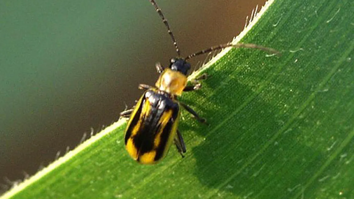 Deutschlands Landwirte werden sich auf einen neuen Schädling einstellen müssen: Der Westliche Maiswurzelbohrer breitet sch weiter aus.
Quelle: LK Nordrhein Westfalen / Günter Klingenhagen