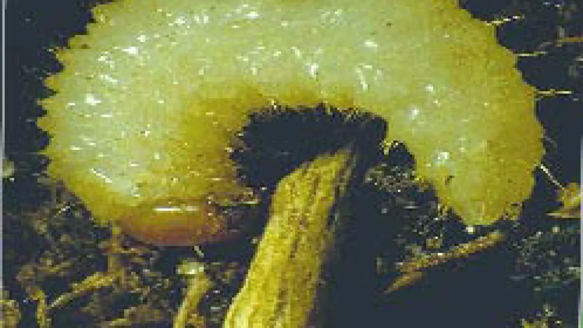 Die 12 mm große Larve des Dickmaulrüsslers frisst an den Wurzeln.
Quelle: Pflanzenschutzamt Berlin