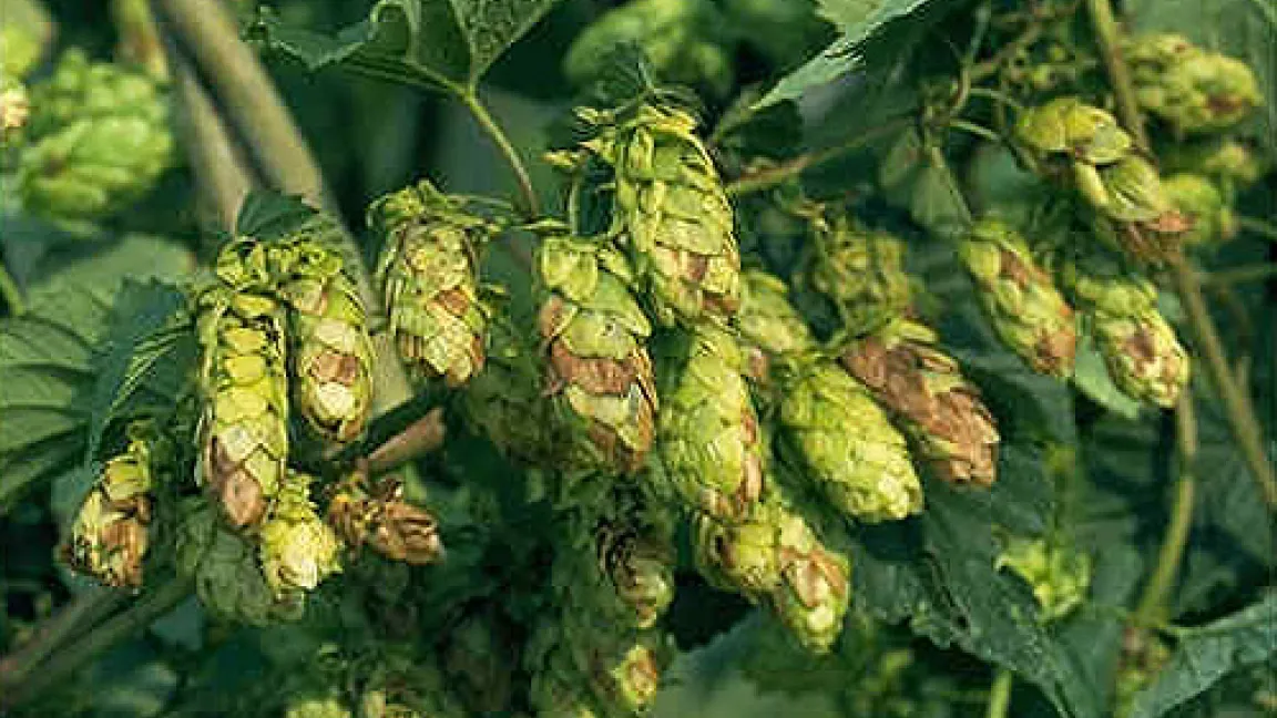 Die am weitesten verbreitete und stark schädigende pilzliche Erkrankung des Hopfens ist der Falsche Mehltau. Er führt zu Wuchsstauchungen und Blattkräuselungen, später zu Nekrosen und Verbräunungen der Fruchtzapfen.
	Quelle: BASF AgroSlide