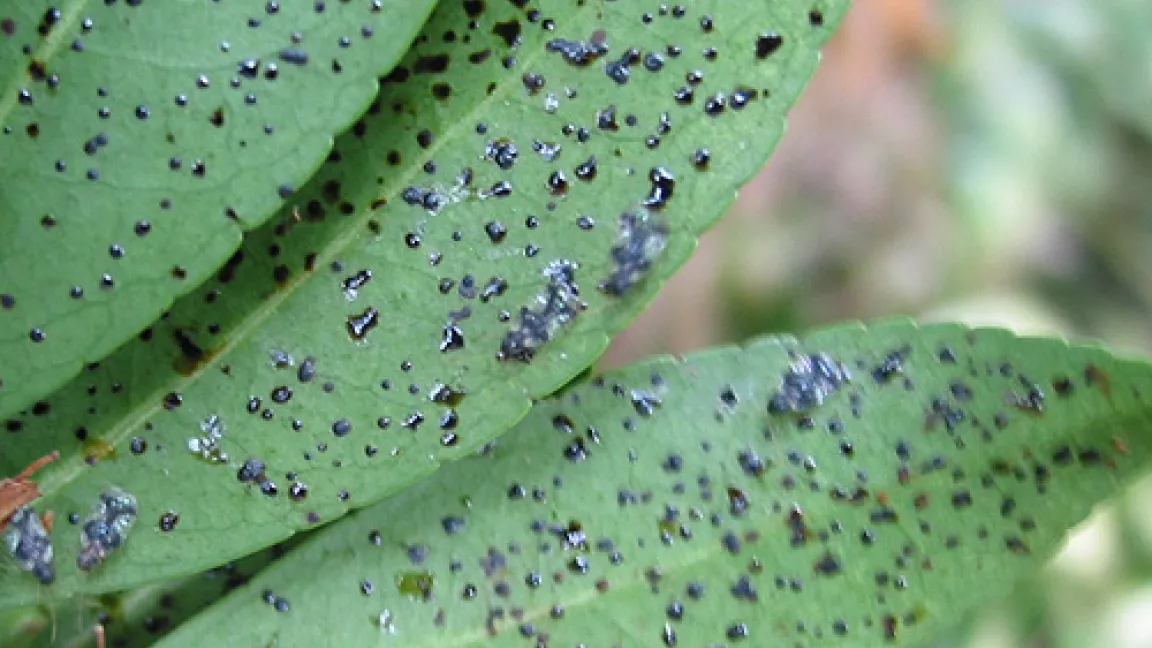 Die Andromeda-Netzwanze hinterlässt schwarze Kottropfen auf der Blattunterseite.
Quelle: JKI-Institut