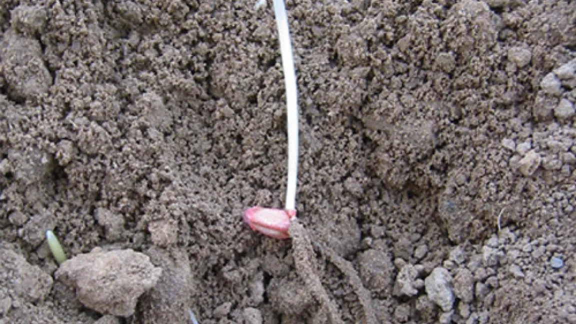 Die ausgesäten Körner haben durch die Beize eine rötliche Färbung. Aus diesem Korn ist bereits eine kleine Pflanze mit Keimblatt und Keimwurzeln geworden.
	Quelle: Wiedenau