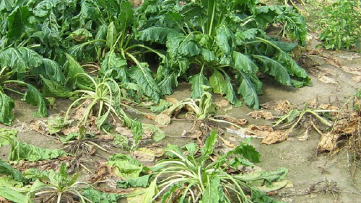 Die befallenen Pflanzen sind deutlich zu erkennen.
Quelle: Christian Heinrichs, LWK NRW