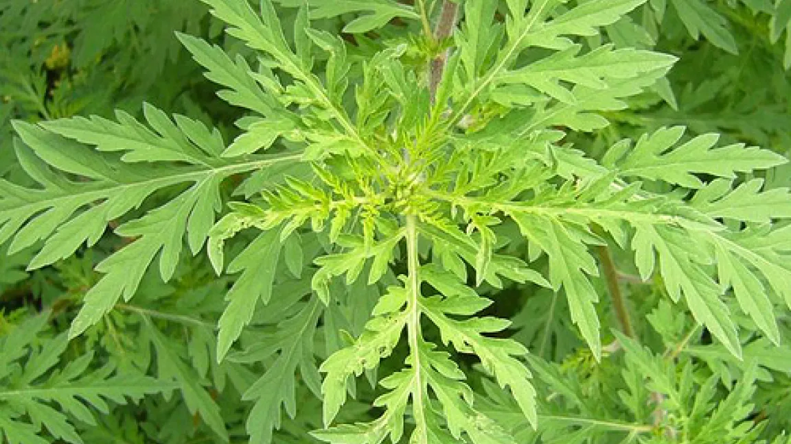 Die Beifuß-Ambrosie (Ambrosia artemisiifolia) kann zu einem gefürchteten Unkraut werden. Ihr Blütenstaub kann außerdem starke Allergien auslösen.
Quelle: Landwirtschaftskammer Rheinland