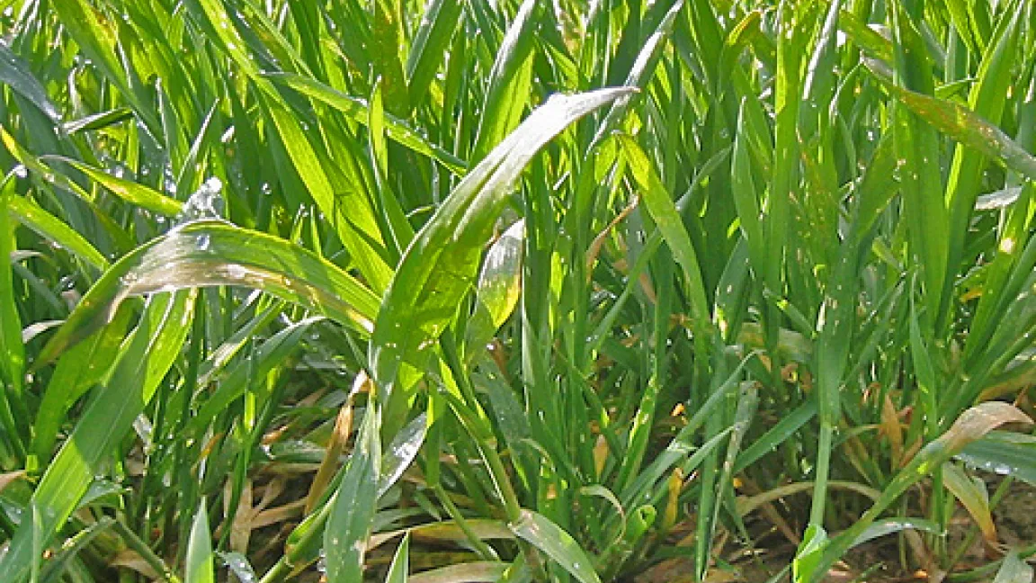 Die Bestockung, also die Bildung der Seitentriebe, ist abgeschlossen. Jetzt wächst die Pflanze in die Höhe.
	Quelle: Wiedenau