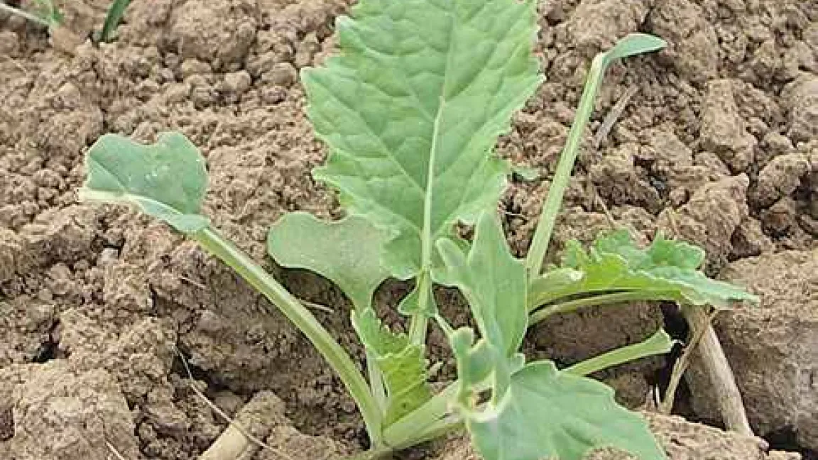 Die Blätter junger Rapspflanzen sind eine Delikatesse für Schnecken.
Quelle: Matthias Wiedenau