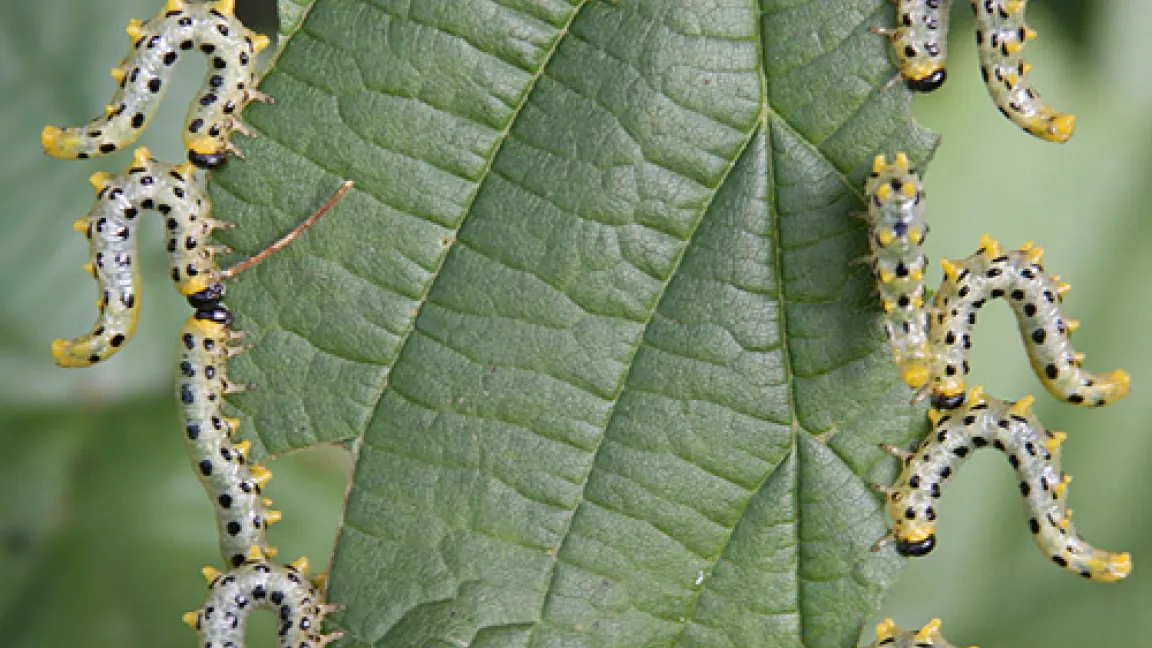 Die Drohgebärden der Raupen der Breitfüßigen Birkenblattwespe sind ein einzigartiges Schauspiel.
	Quelle: agrar-portal