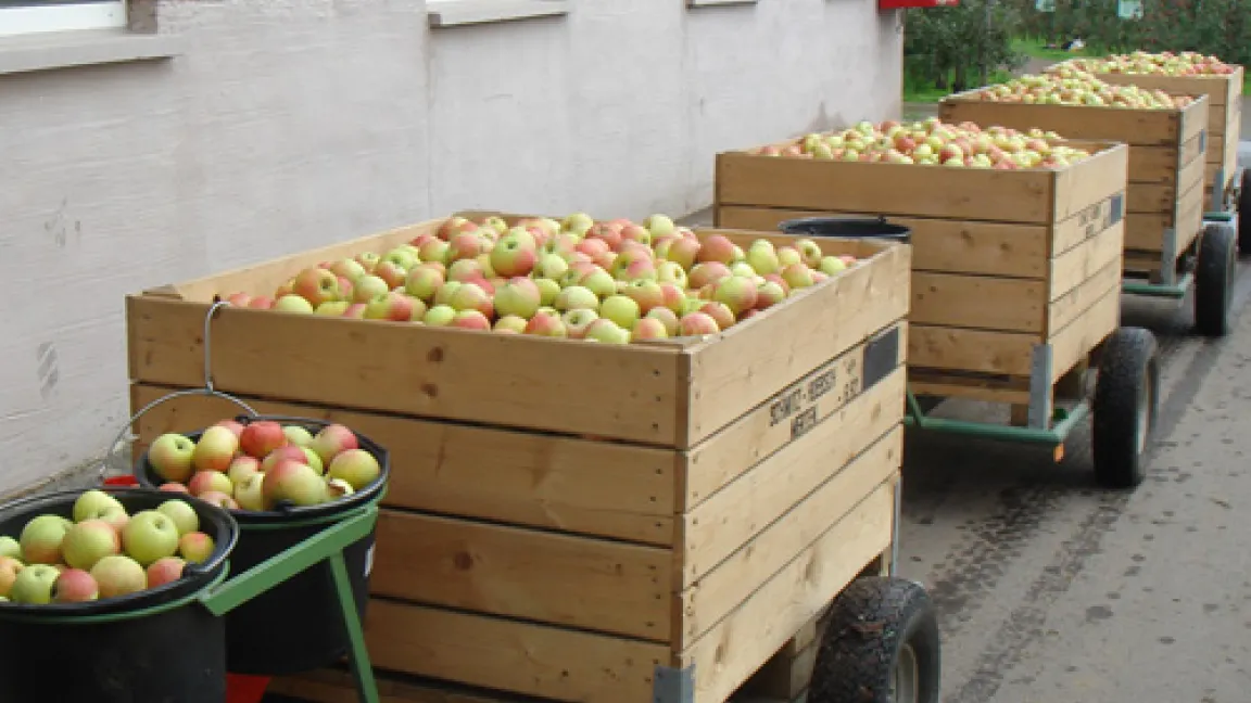 Die Eimer werden vorsichtig in große Holzkisten geleert. In diesen Kisten rollen die Äpfel von den Plantagen zur Lagerhalle. In den klimatisierten Lagerhallen halten sie sich bis zu zehn Monate frisch und knackig.
Quelle: Dr. Seuser