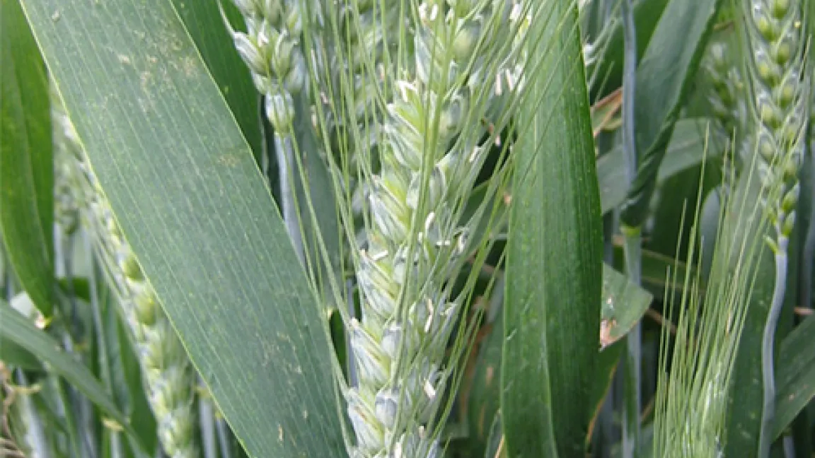 Die entscheidende Phase für den Fusarium-Befall ist die Weizenblüte. Das ist ggfs. der Zeitpunkt für einen gezielten Pflanzenschutz. Geerntet wird 8 Wochen, manchmal auch 11 Wochen später.
	Quelle: Wiedenau