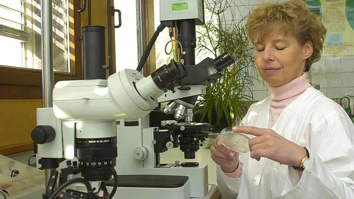 Die ersten Pflanzenproben sind im Labor des Pflanzenschutzdienstes eingetroffen. Dr. Monika Heupel untersucht die beimpften Petrischalen auf das typische Wachstum des Verticillium-Pilzes.
Quelle: Dr. Monika Heupel, Landwirtschaftskammer Nordrhein-Westfalen.