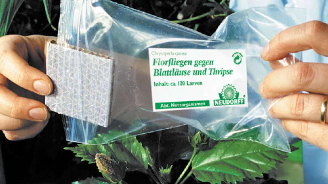 Die Florfliegen-Larven werden in Pappwaben geliefert. Sie müssen nur auf die Blätter der befallenen Pflanzen geschüttelt werden. Dort laufen sie sofort los und vertilgen die Blattläuse und Thripse.
Quelle: Neudorff
