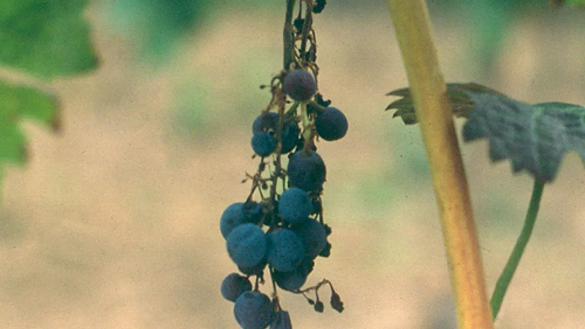 Die Folge der Schwarzholzkrankheit: Geschrumpfte Trauben.
	Quelle: Maixner/BBA Bernkastel-Kues