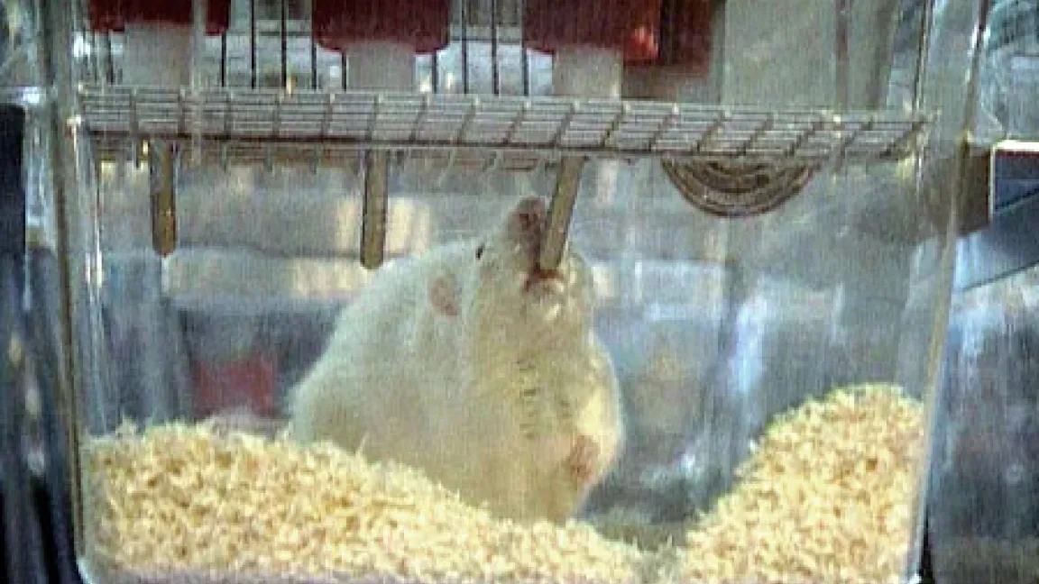 Die Fütterungsversuche mit Ratten geben keine Hinweise auf Risiken im Zusammenhang mit der neuen Maissorte MON863.
Quelle: Quelle: SWR / www.planet-wissen.de