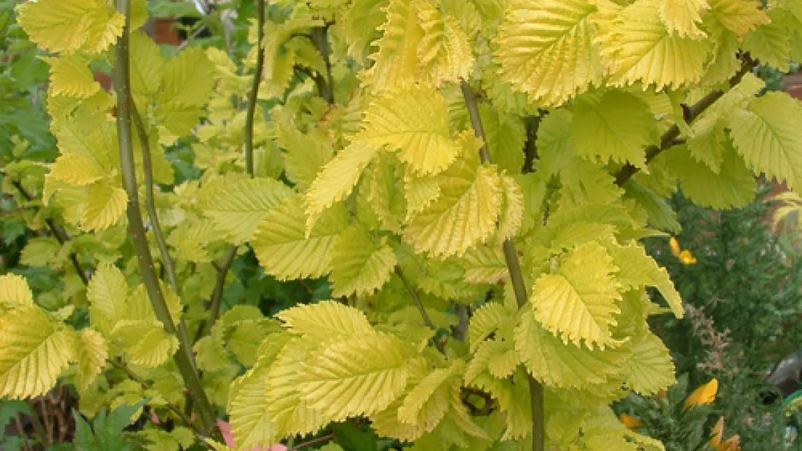 Die Goldulme, die nur auf frischen bis feuchten, nährstoffreichen, tiefgründigen Böden zufriedenstellend gedeiht.
	Quelle: Prof. Dr. Hartmut Balder