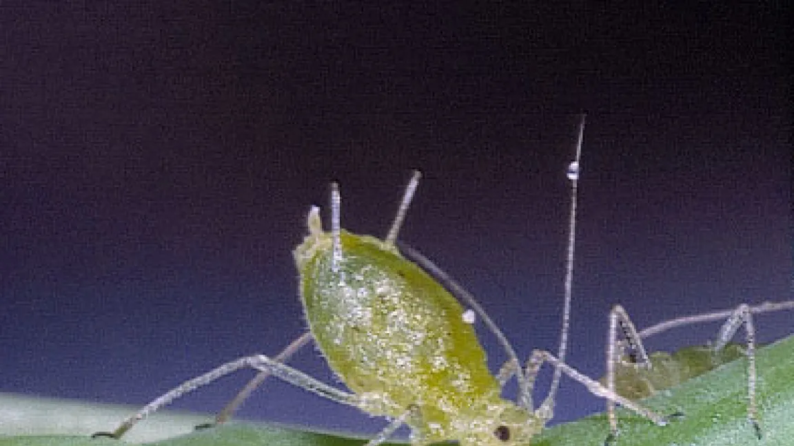 Die Grüne Pfirsichblattlaus kann mehr als 150 Virusarten übertragen.
Quelle: Horst Kretschmer.