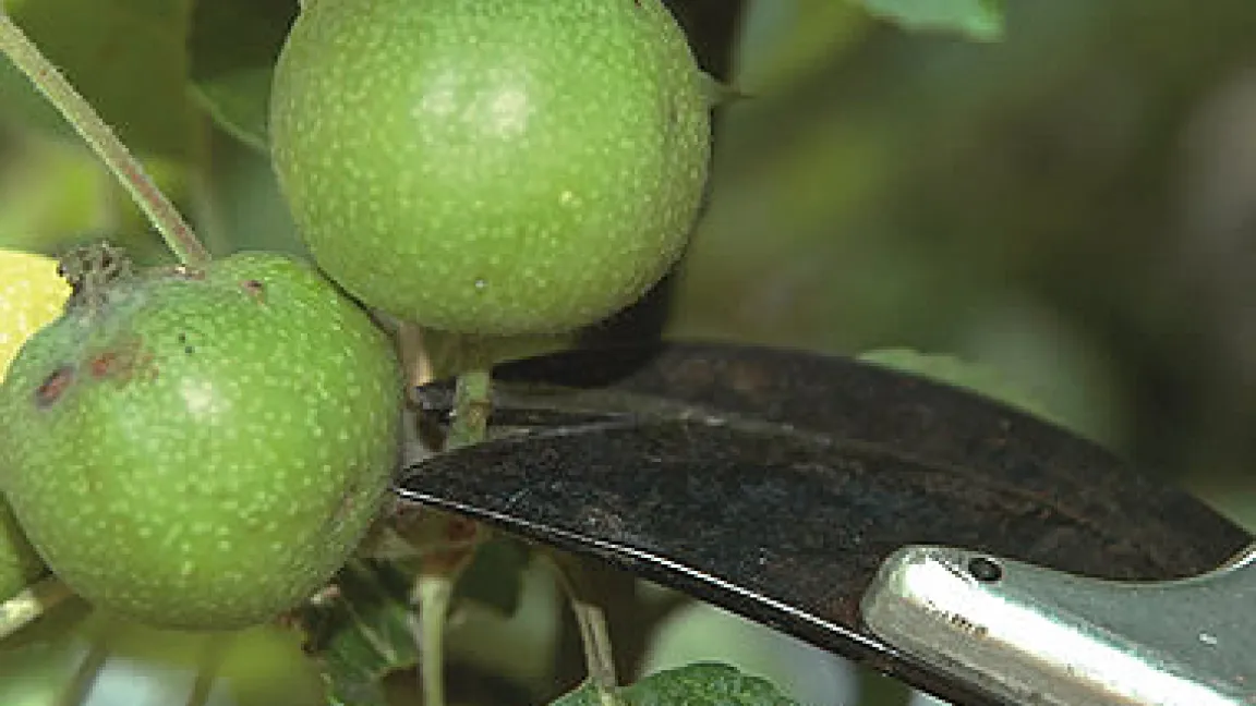 Die Handausdünnug der Früchte macht sich bei der Ernte bezahlt.
Quelle: G. Raiser