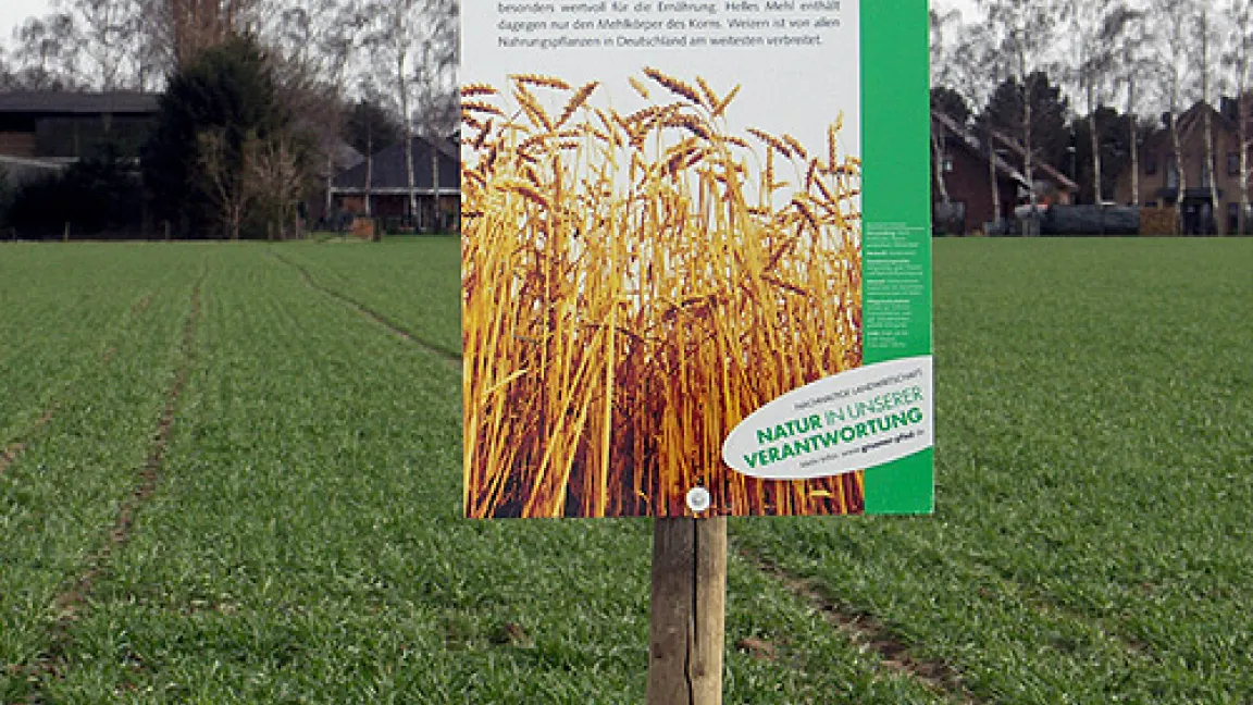 Die jungen Weizenpflanzen können Fröste bis -20 Grad Celsius ohne Schäden überstehen.
	Quelle: Matthias Wiedenau