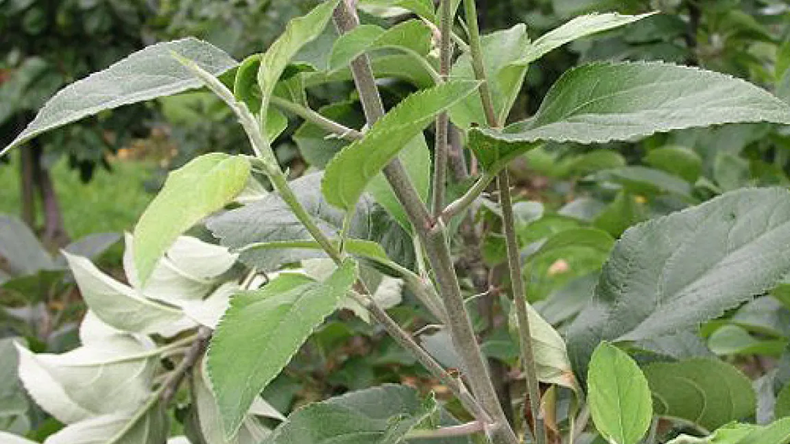 Die Krankheit heißt Apfeltriebsucht und wird durch Phytoplasmen (virenähnliche Organismen) verursacht. Auffälligstes Symptom ist der vorzeitige Austrieb der ruhenden Knospen der Langtriebe. Dadurch enststeht ein besenartiger Wuchs. Daher der Name des Symptoms Hexenbesen.
Quelle: Thomas Riehl, Obstbauseite Mainfranken